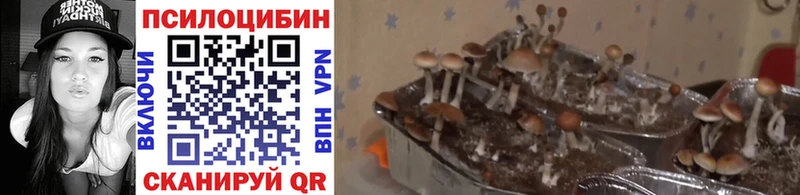 Галлюциногенные грибы ЛСД  где можно купить   Луза 